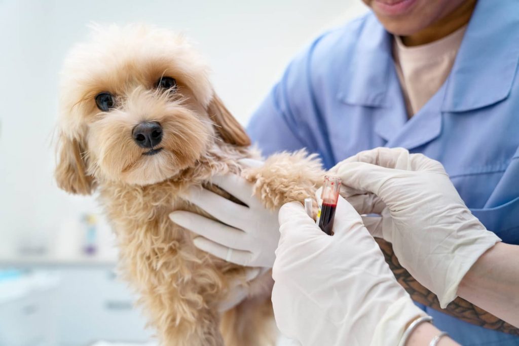 Tratamiento de la trombocitopenia inmune en perros