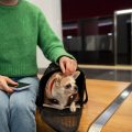 Viajar con mascotas de hasta 10 kg en los trenes Avlo de alta velocidad