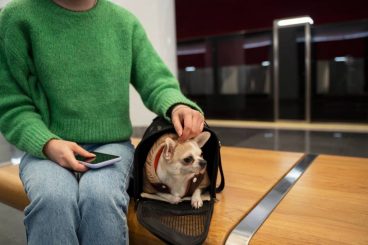 Viajar con mascotas de hasta 10 kg en los trenes Avlo de alta velocidad