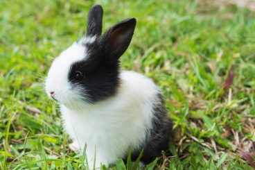 Cataratas en conejos: todo lo que debes saber