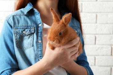 Claves de la socialización en conejos