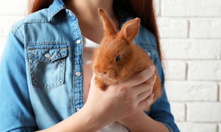 Claves de la socialización en conejos