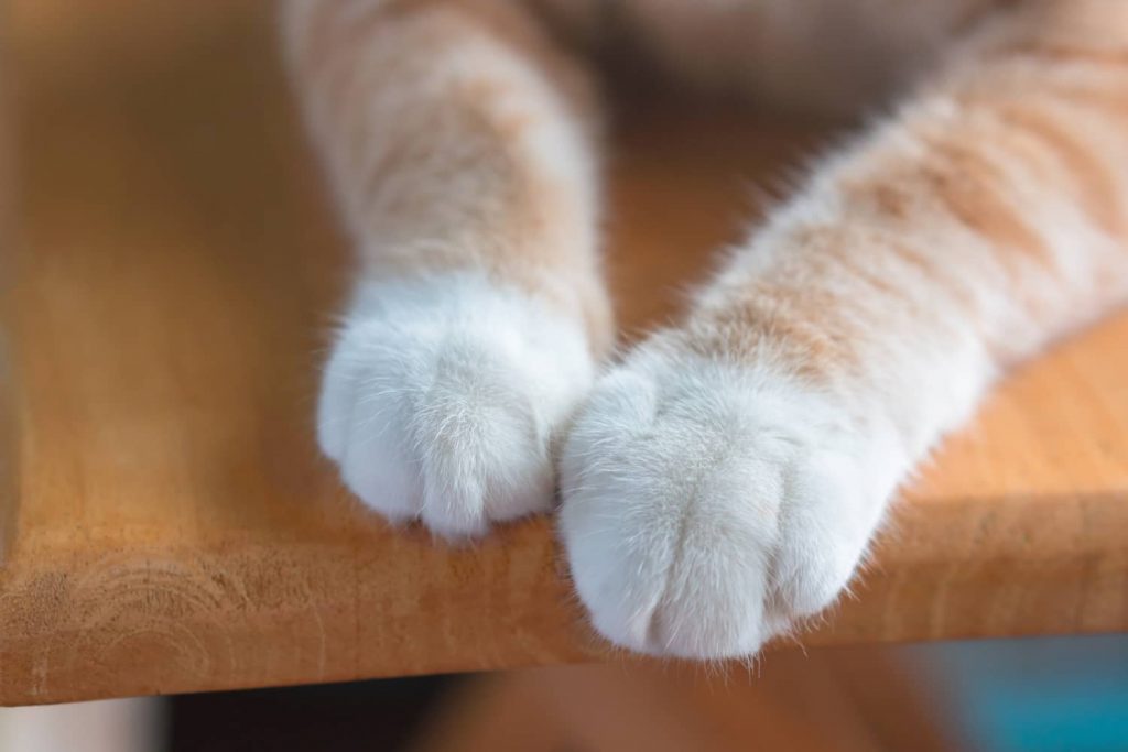Conociendo las patas del gato
