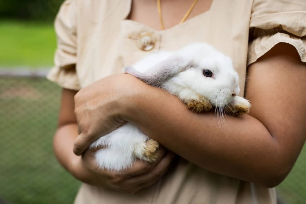 Consejos para socializar con conejos de forma segura