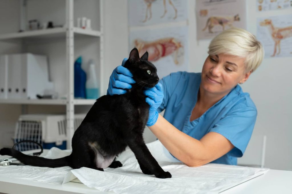 Diagnóstico y tratamiento del megaesófago felino
