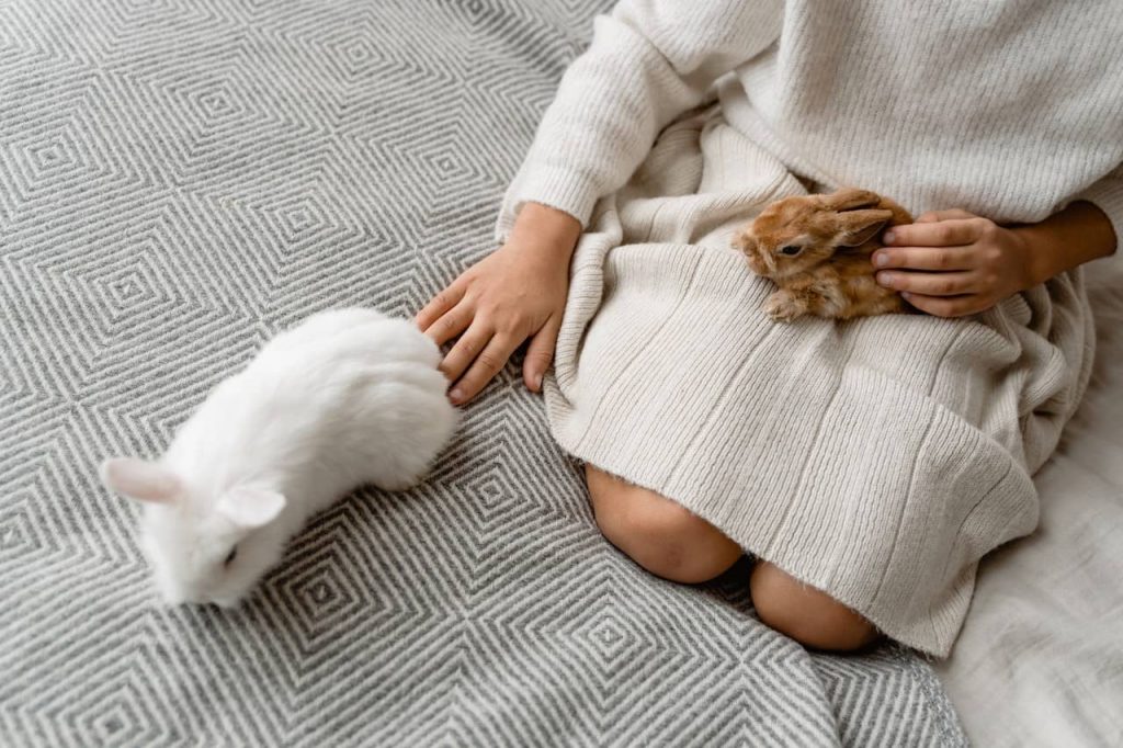 La esterilización como prevención del embarazo psicológico en mascotas
