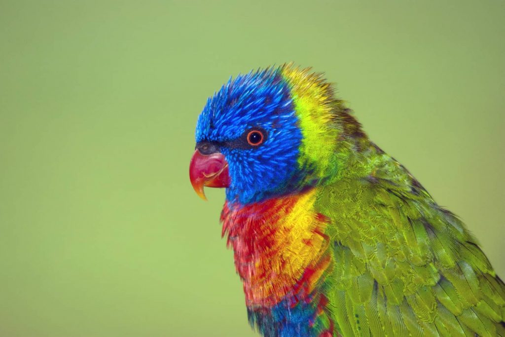 búhos urbanos del arco iris