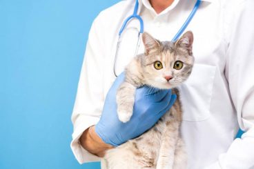 Megaesófago en gatos: causas, síntomas y tratamiento