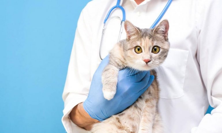 Megaesófago en gatos: causas, síntomas y tratamiento