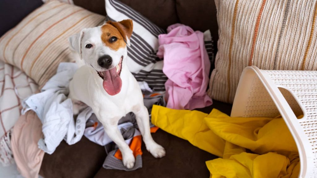 ¿por qué es importante mantener la limpieza de un hogar con mascotas?