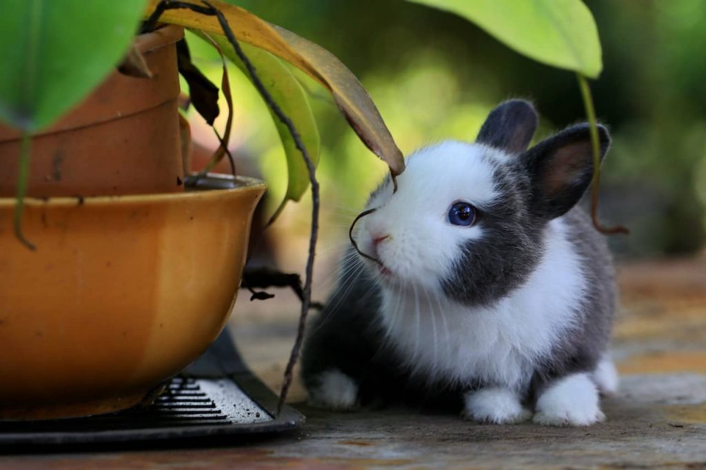 ¿Qué es el embarazo psicológico en conejas?