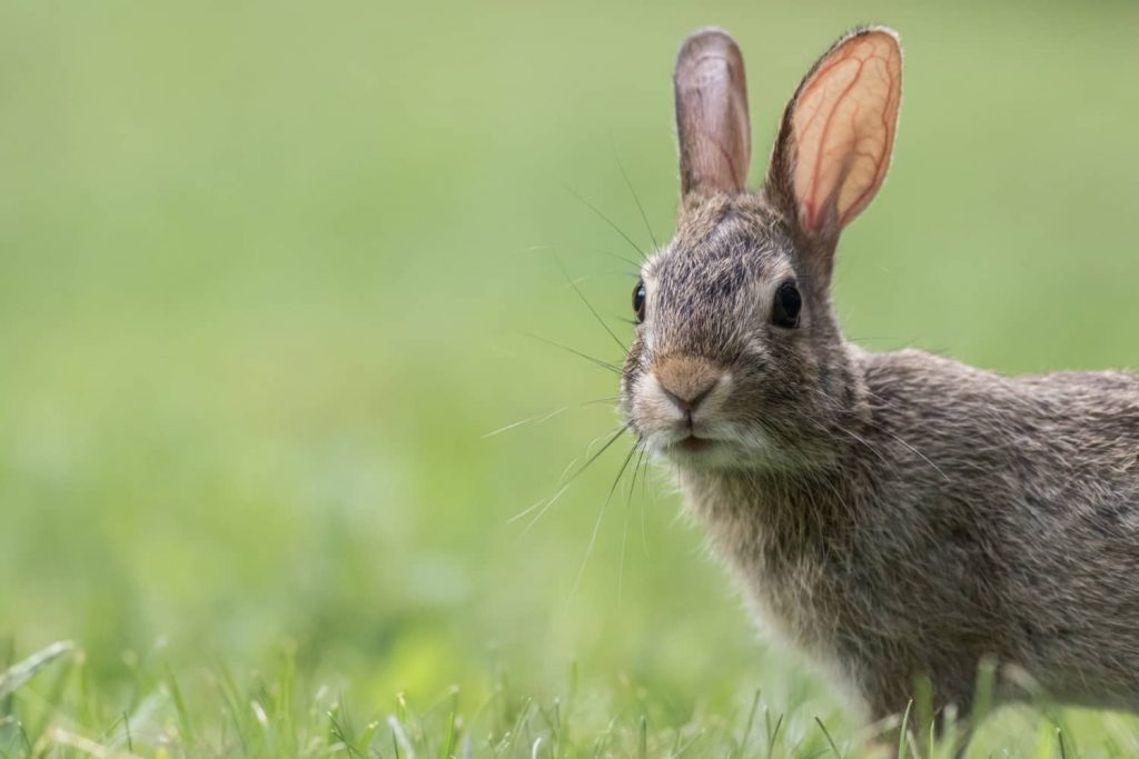 Síntomas de las cataratas en conejos
