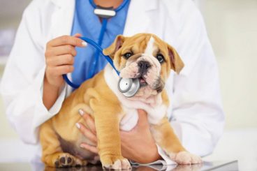 Síntomas de diabetes en perros o diabetes canina