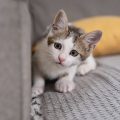 Cómo evitar que el gato arañe el sofá