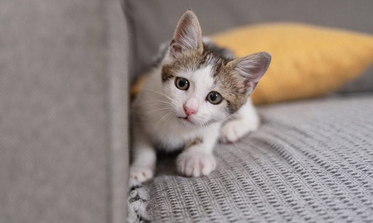 Cómo evitar que el gato arañe el sofá