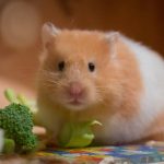 Cómo prevenir la obesidad en el hámster