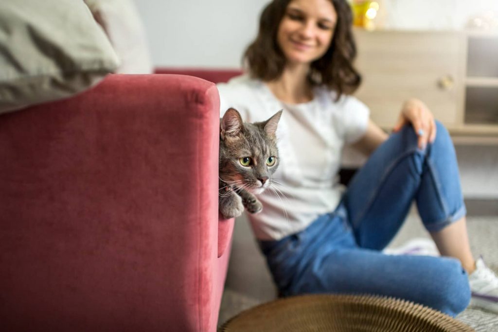 Consejos para evitar que tu gato arañe el sofá