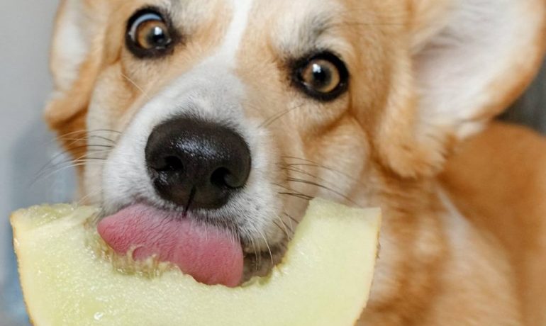 ¿Los perros pueden comer melón?