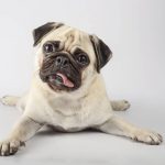 ¿Qué es un perro braquicéfalo?
