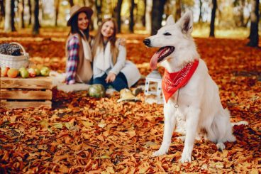Actividades para disfrutar con tu perro en otoño