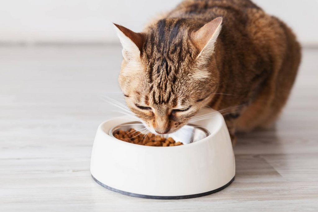 ¿Los carbohidratos son buenos para los gatos: ¿sí o no?