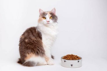 ¿Los carbohidratos son buenos para los gatos?