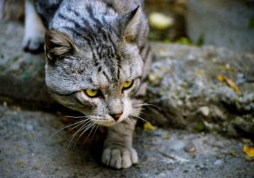 La caza del gato: ¿cómo cazan los gatos?