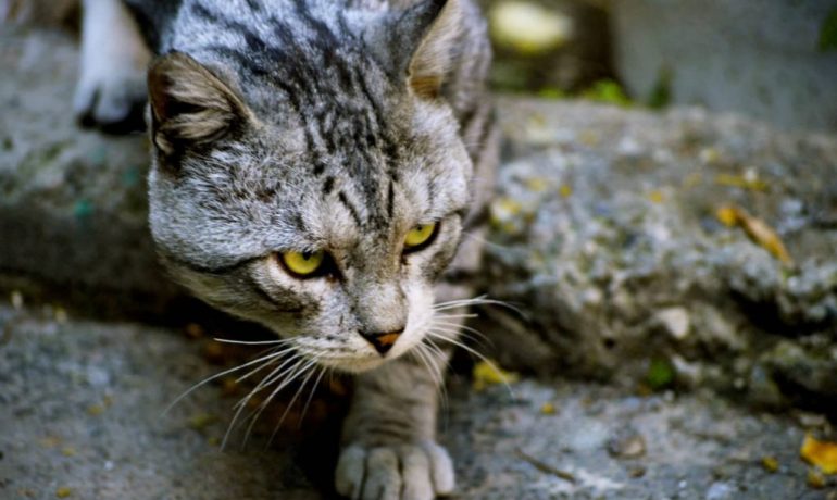 La caza del gato: ¿cómo cazan los gatos?