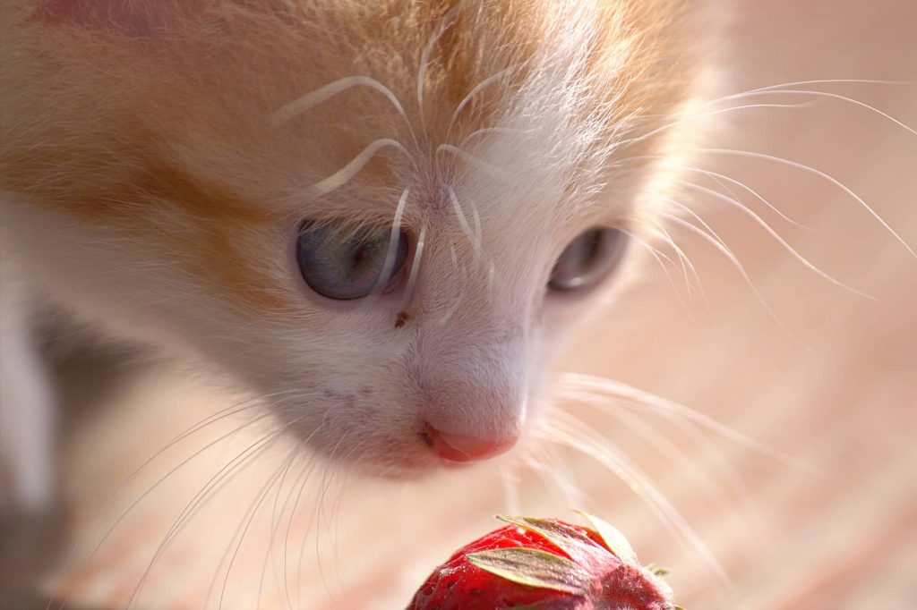 Cómo dar fresas a un gato