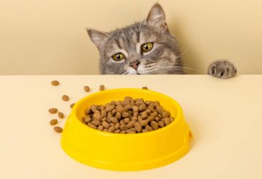 ¿Cuántas veces al día come un gato?