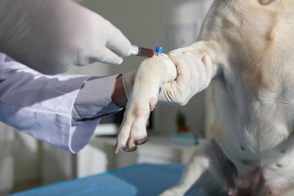 Diagnóstico y tratamiento de los problemas hepáticos caninos