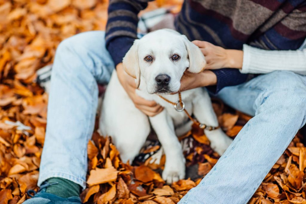 Ejemplos de actividades para disfrutar con tu perro en otoño