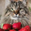 ¿Los gatos pueden comer fresas?