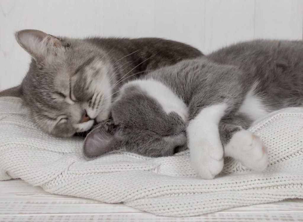 ¿Cuánto duerme un gato en horas al día?