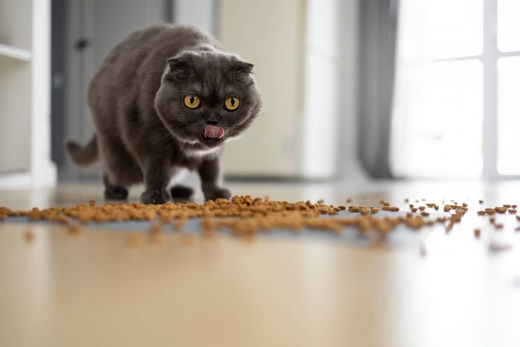 La importancia de la rutina en la alimentación felina