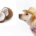 Los perros pueden comer coco: ¿sí o no?