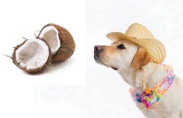Los perros pueden comer coco: ¿sí o no?