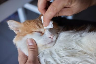 Cómo limpiar los ojos al gato con cuidado y amor