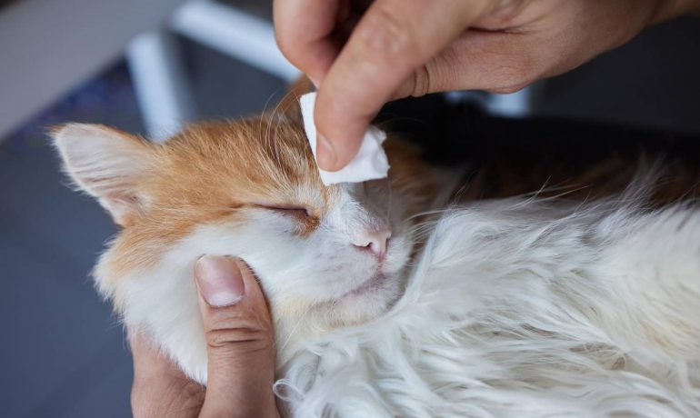 Cómo limpiar los ojos al gato con cuidado y amor