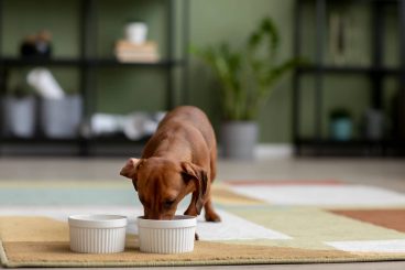 Cross feeding: la combinación perfecta en la alimentación de las mascotas