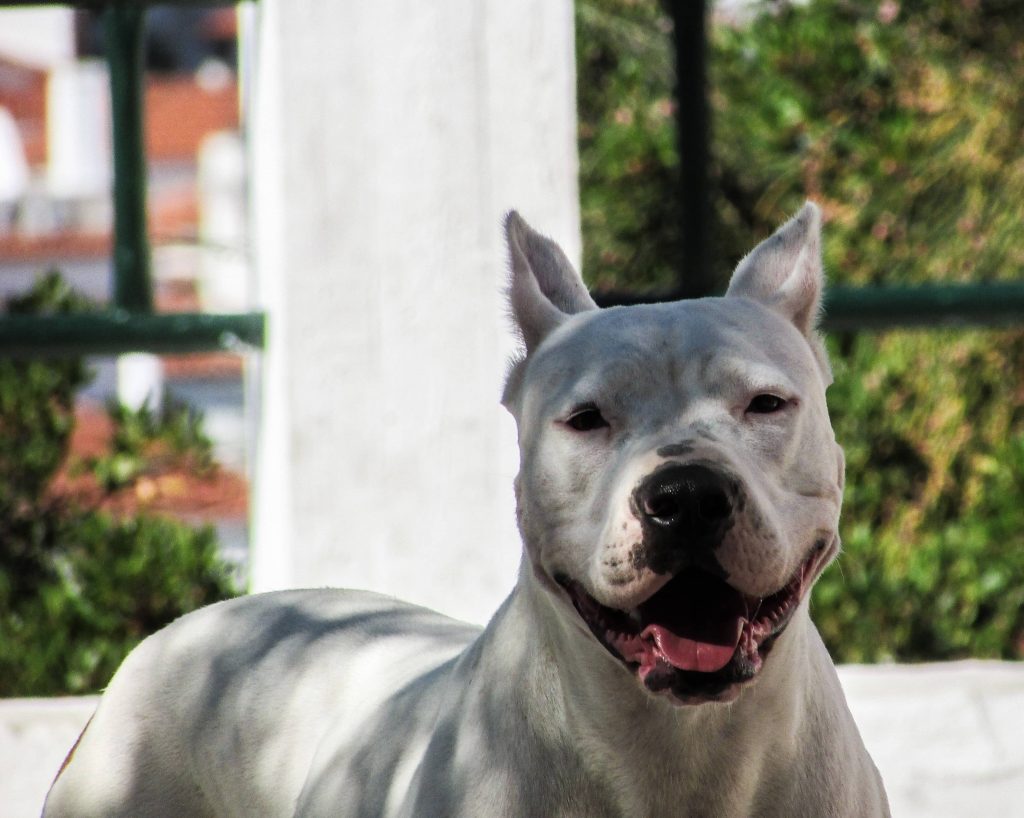Los cuidados del Dogo Argentino más especiales