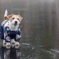 Cuidados esenciales para las mascotas en época de lluvias