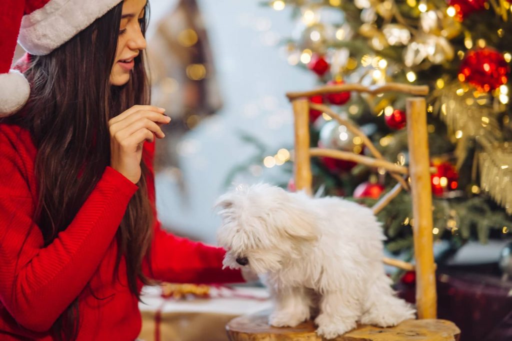 Importancia de cuidar la alimentación de nuestras mascotas en Navidad