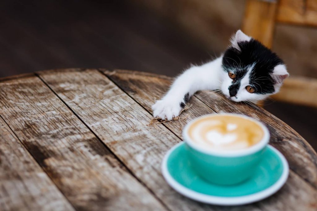 ¿Los gatos pueden beber café?