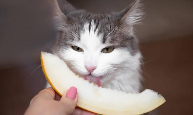 Los gatos pueden comer melón: ¿sí o no?