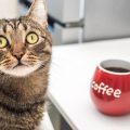 ¿Los gatos pueden tomar café? Descubre los mitos y peligros