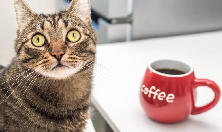 ¿Los gatos pueden tomar café? Descubre los mitos y peligros