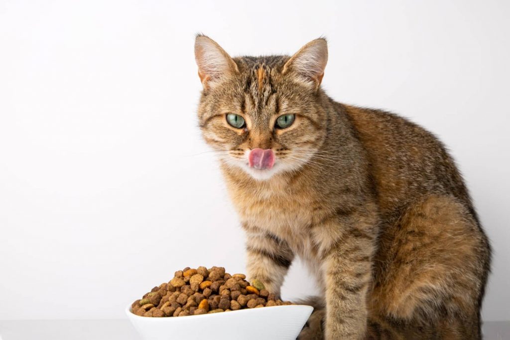Importancia de los nutrientes esenciales en la comida felina