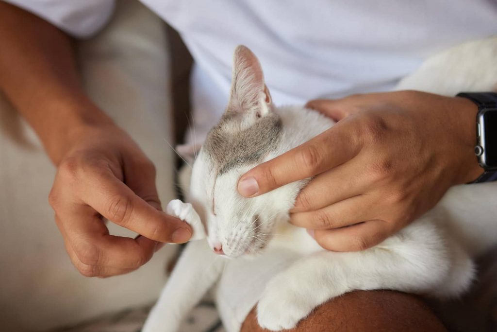 Cómo limpiar los ojos al gato: paso a paso