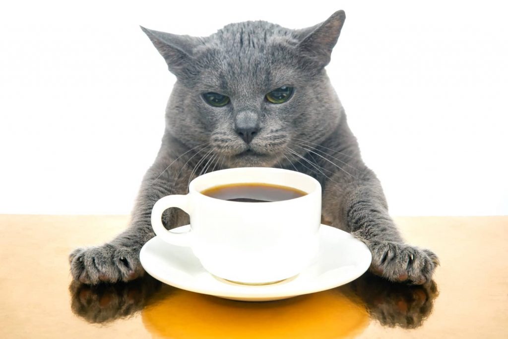 Mi gato ha bebido café: síntomas y consecuencias